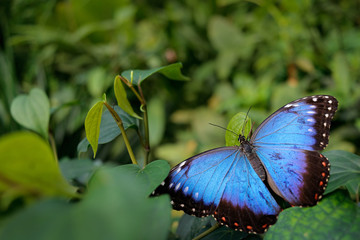 Blue butterfly. Blue Morpho, Morpho peleides, big butterfly sitting on green leaves. Beautiful insect in the nature habitat, wildlife scene. Use wide angle lens with forest, Paraguay, South America.