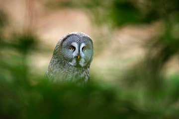 Great grey owl, Strix nebulosa, bird hiden in the forest. Owl sitting on old tree trunk with grass, portrait with yellow eyes. Animal in the forest nature habitat. Finland