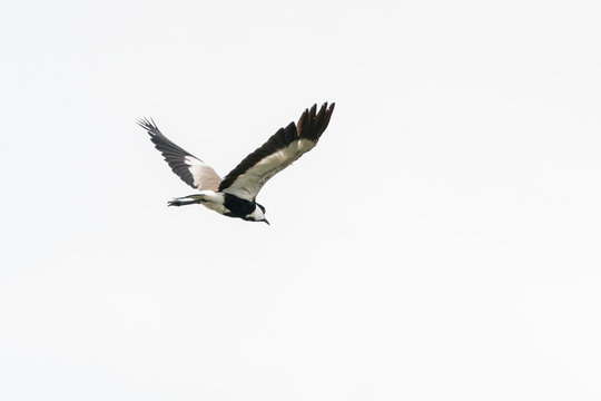 Spur-winged Lapwing in mid flight
