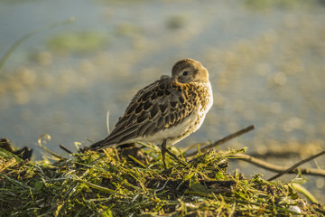 Snipe small birdie
