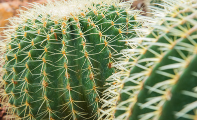 Close up of shaped cactus with long thorns, cactus Nature green background or wallpaper, cactus tree