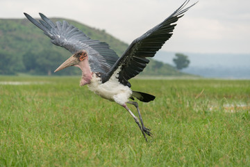 Marabou Stork taking off for flight