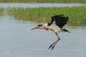 Marabou Stork Landing