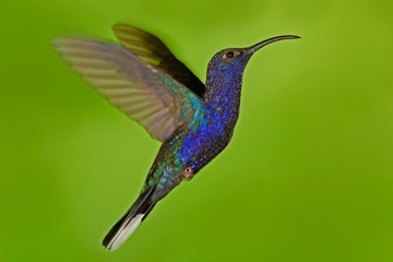 Flying big blue bird Violet Sabrewing with blurred green background. Hummingbird in fly. Flying hummingbird. Action wildlife scene from nature. Hummingbird from Costa Rica in tropic forest.