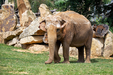 Czech Republic. Prague. Prague Zoo. Elephants. June 12, 2016