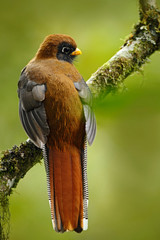 Exotic bird from mountain tropic forest in Ecuador. Masked Trogon, Trogon personatus, red and brown bird in the nature habitat, Bellavista, Ecuador. Rare bird from South America
