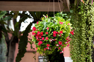 Flowers hanging pot 