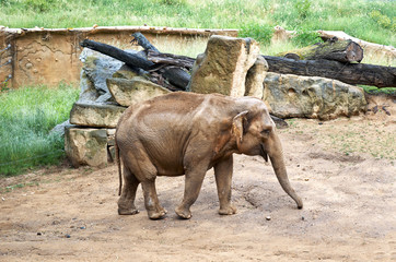 Czech Republic. Prague. Prague Zoo. Elephants.