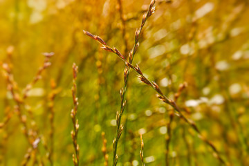 Photo of grass on sunset with light