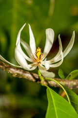 Fototapeta premium Fleur de Thailande