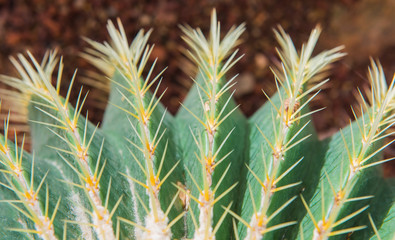 Close up of shaped cactus with long thorns, cactus Nature green background or wallpaper, cactus tree.selective focus