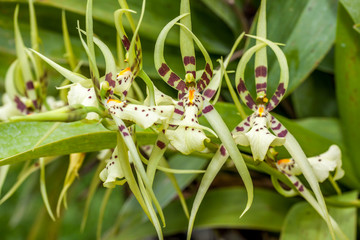 Orchidée