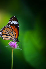 Butterflies in the garden flowers.