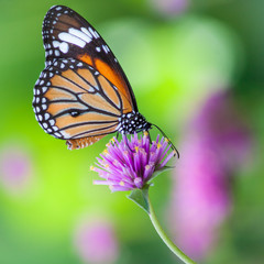 Butterflies in the garden flowers.