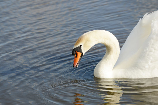 swan swimming in the lake