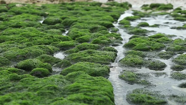 Seascape. Streams flowing into the sea between rocks and algae during low tide on a coast. Green background. Concept for ecology, nature, rivers, water. Loop video.