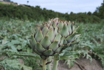 Artichokes (bud) growing on the field. Agriculture in France.