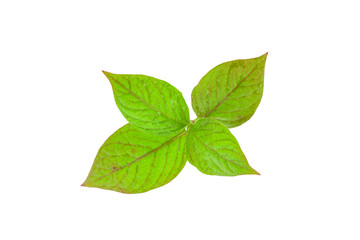 Fototapeta na wymiar Water drop on fresh green leaf isolated on white background.