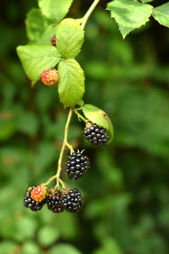 Blackberry branch with berries on a bright green background