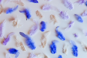 colorful feathers on white background