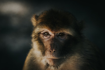 Monkey close up portrait