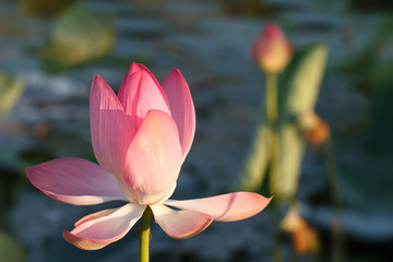 Caspian lotus (Nelumbo nucifera) blossom in Volga delta. Astrakhan region, Caspian sea, Russia