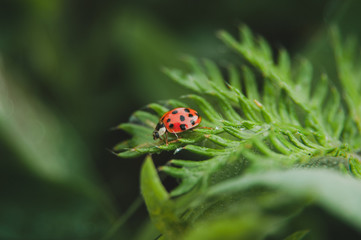 Lady-beetle on fern