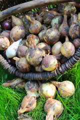 Onions in a wicker basket on the grass