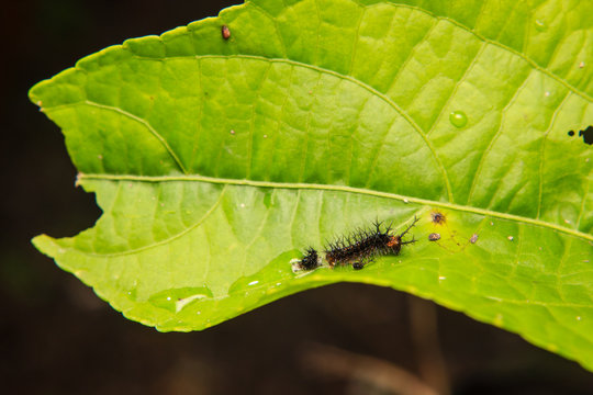caterpillar worm on leaf in the garden