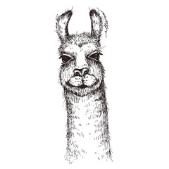 Vector lama head illustration. Llama or alpaca hand drawn ink sketch. Cute mammal animal drawing - 118878632
