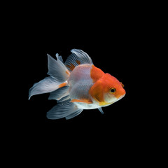Gold fish isolated on black background