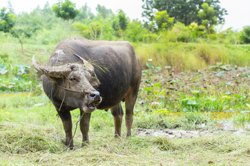 Naklejka na ściany i meble Buffalo eating grass in a field with afternoon light.