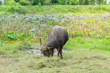 Buffalo eating grass in a field with afternoon light.