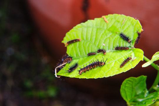 Group of caterpillars worm on leaf in the garden