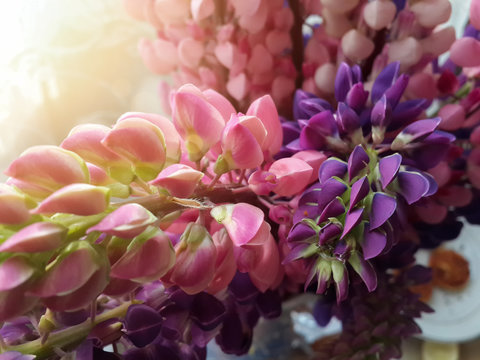 Fototapeta Beautiful bouquet of lupin flowers/Beautiful bouquet of lupin flowers
