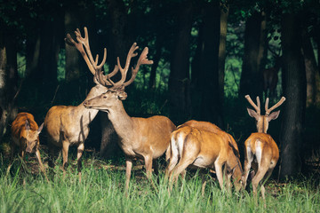 a herd of red deer in a green forest