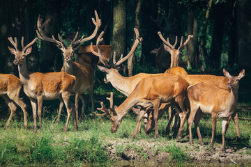a herd of red deer in a green forest