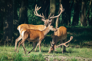 a herd of red deer in a green forest