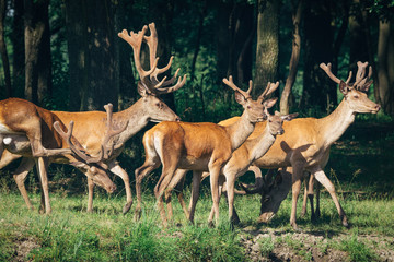 Naklejka na ściany i meble a herd of red deer in a green forest