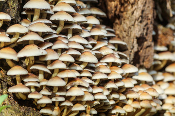 Pilze