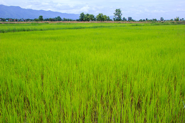 paddy rice in field