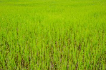 paddy rice in field