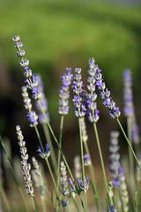 Blooming lavender on green blurred background