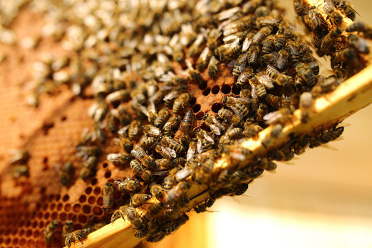 Bees inside a beehive with the queen bee in the middle