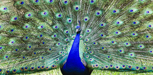 Obraz premium Bird Peacock