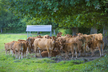 Vaches et veaux en Bretagne