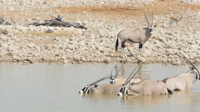 herd of gemsboks antelope having a bath drinking in a waterhole namibia etosha national park
