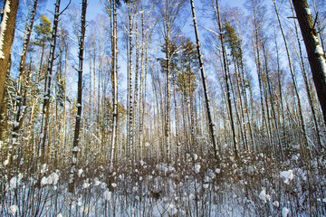 Trees in snow in the winter wood. Latvia. Europe.