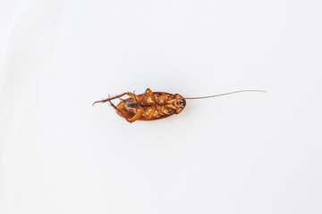 cockroach cockroach isolated / cockroach on white background 