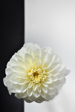 macro of chrysanthemum